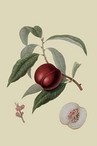 Violet Hative Nectarine by William Hooker - Art Print - £17.43 GBP+