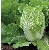 BPA 300 Michihili Chinese Cabbage  All Non-Gmo Heirloom Vegetable Seeds! - £7.06 GBP