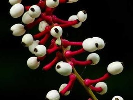 Fast Ship USA Seller Actaea Pachypoda Dolls Eyes White Baneberry Cohosh 10 Seeds - £21.54 GBP