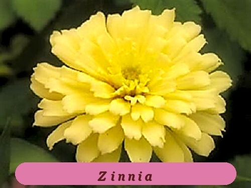 Zinnia Flower Vibrant Colors Seeds Isabellina Zinnia Elegans - $5.18