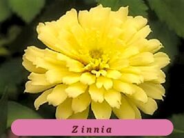 7241 zinnia pop thumb200