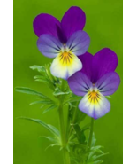 200 Pc Seeds Viola Tricolor Helen Mount Plant, Johnny Jump Up Seeds for ... - £16.73 GBP