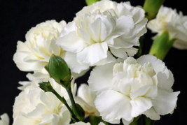 50 Pc Seeds White Carnation Flower Plant, Carnation Seeds for Planting | RK - £13.31 GBP