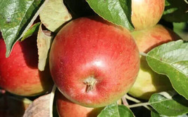 25 Haralson Apple Seeds Planting Fast US Shipping - £8.85 GBP