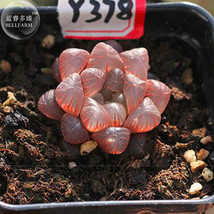 BELLFARM Haworthia obtusa Semilucent Red Lovely Bonsai Succulent Seed 5pcs Heirl - £13.21 GBP