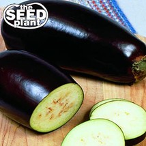 Black Beauty Eggplant Seeds 150 Seeds Fresh Gardening USA Shipping - £4.61 GBP