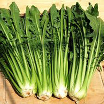 HGBO 300 Seeds Catalogna Emerald Endive Seeds Italian Dandelion Chicory Green Fr - £6.55 GBP