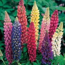 Russell Lupine Mixed Colors Perennial Hummingbirds &amp; Bees Love Non-Gmo 50 Seeds - £8.59 GBP