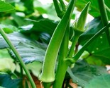 Okra Seeds Emerald 50 Ct Vegetable Garden Non-Gmo Heirloom - £7.20 GBP