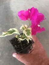 Live plant  - Bougainvillea - &#39;Raspberry Ice&#39; - Live Plant - Gardening - $38.99