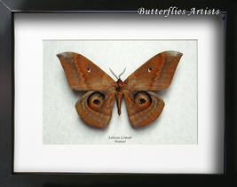 Salassa Lemaii XL RARE Saturn Moth Framed Entomology Museum Quality Shad... - $119.99