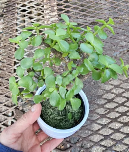 Portulacaria Afrajade Elephant Bush Starter Bonsai Live Plant In 4 Inch ... - $1,090.22 MXN