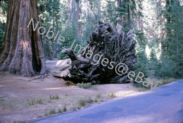 1964 View from Car Fallen Tree Yosemite Kodachrome 35mm Slide - £2.73 GBP