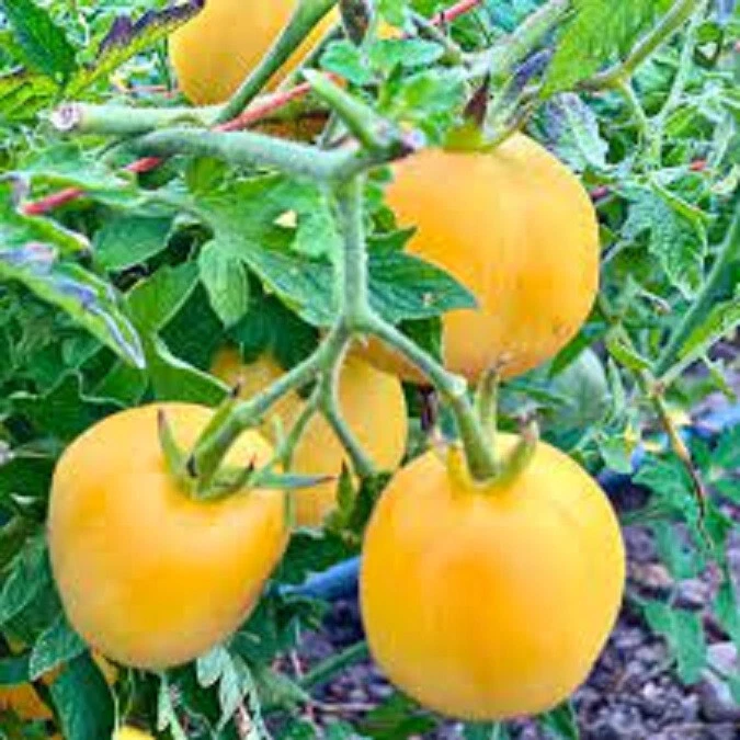 50 Seeds Garden Peach Tomato Juicy Tomatoe Vegetable Garden Edible Food - €4,43 EUR