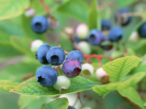 fresh 5 Professional packs, 15 seeds / pack, Blueberry Heirloom Blue Berry  - £12.40 GBP