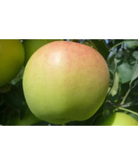 RD 25+ Ginger Gold Apple Seeds for Garden Planting  - $5.15