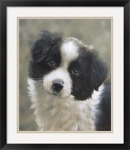 Curious Border Collie Puppy Framed Fine Art Print by John Silver - £304.60 GBP