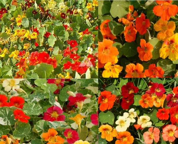 Nasturtium Landscaper’S Pack Dwarf Edible Flowers Bulk Non-Gmo Usa 100 Seeds Gar - £11.77 GBP
