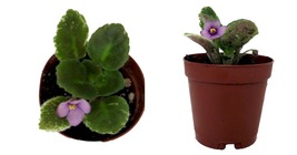 USA Seller - Miniature African Violet - 2&quot; Pot - Great for Terrariums - £29.07 GBP