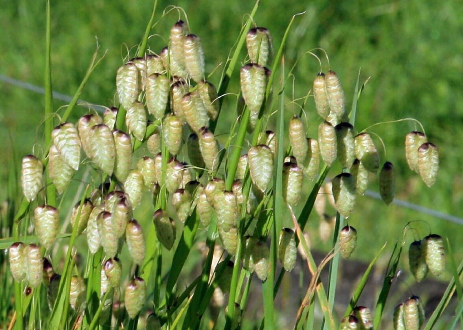 100 Quaking Grass {Brixa Maxima} Ornamental Cutting seeds  - $8.78
