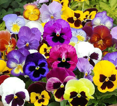 100 seeds PANSY MIX Heirloom Garden Viola Pollinators GroundCover Edible NonGMO - £9.42 GBP