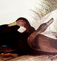 Black Duck Bird 1950 Lithograph Art Print Audubon Nature First Edition D... - £23.69 GBP