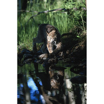 Posterazzi Reflection of Lynx In Stream - Idaho USA Poster Print 12 x 19 - $41.46