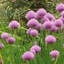 1000 Chives * 1000 Seeds- Perennial- Herb- Heirloom- Organic!- Non-Gmo!- Allium - £3.15 GBP