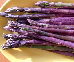 Purple Passion Asparagus 10 Roots - Passion in The Garden - Heirloom/No GMOs - £16.19 GBP