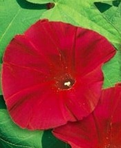 USA Seller Morning Glory Flower Seeds 30 Scarlet O&#39; Hara Climber Vine An... - $8.05