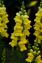 1000 Sonnet Yellow Snapdragon Seeds, Vibrant Yellow Blooms, Easy-Grow - €11,11 EUR