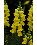 1000 Sonnet Yellow Snapdragon Seeds, Vibrant Yellow Blooms, Easy-Grow - $12.99