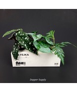 Ikea FEJKA Artificial Potted Plant 5&quot; Indoor/Outdoor Green Pothos - £9.68 GBP