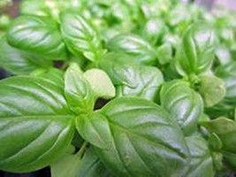 Basil, Sweet Genovese, 500 Seeds, Great All Around Basil, Makes Excellent Pesto - £7.98 GBP