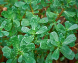 Green Purslane Seeds 1000 Portulaca Oleracea Sativa Gerb Garden Fast Shi... - $8.99