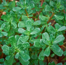 Green Purslane Seeds 1000 Portulaca Oleracea Sativa Gerb Garden Fast Shipping - £7.06 GBP