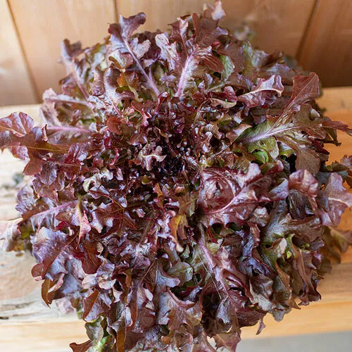 1000 Red Salad Bowl Lettuce Seeds 2024 Heirloom Seed Usa Fresh Garden - £5.09 GBP