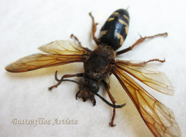 Cicada Killer Real Wasp Sphecius Speciosus Framed Entomology Collectible... - £65.30 GBP