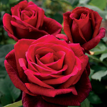 10 Double Red Rose Seeds Flower Bush Shrub Flowers Seed 1248Garden Beaut... - $14.00