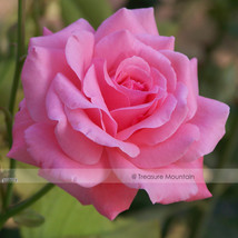 50 Seeds Yunnan Pink Rose Flower Beautiful Garden - $6.22