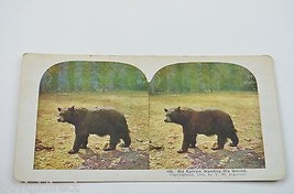 Stereoview By T W. Ingersoll No. 435 Old Ephram Standing His Ground Antique 1905 - £11.54 GBP