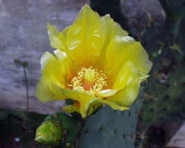FREE SHIPPING Opuntia dillenii Dillen &amp; Sweet Prickly Pear Eltham Indian Fig 10  - £14.11 GBP