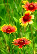 200 Indian Blanket Flower Seeds Annual Native Wildflower Drought Heat Container - £9.54 GBP