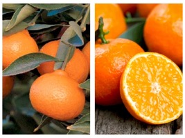 Mandarin Kishu Seedless (Citrus reticulata &#39;Seedless&#39;) to 3 feet grafted Tree - £130.62 GBP