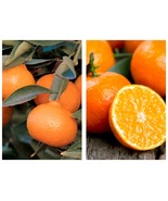 Mandarin Kishu Seedless (Citrus reticulata &#39;Seedless&#39;) to 3 feet grafted... - £118.16 GBP