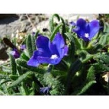 30 Blue Angel Anchusa Perennial Flower Seeds Garden USA Shipping - £10.65 GBP