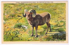 Montana Postcard Yellowstone National Park Bighorn Mountain Sheep - $2.96