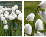 50 Seeds White Cotton grass/Eriophorum russeolum Garden - $34.93