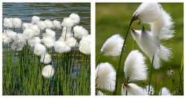 50 Seeds White Cotton grass/Eriophorum russeolum Garden - $34.93