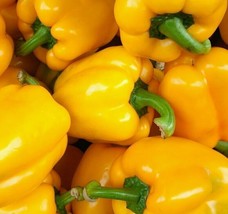 Garden Store Yellow Bell Pepper Seeds 45 Golden California Wonder Sweet ... - £6.79 GBP